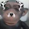 chief_queefy