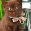 kittykitty028