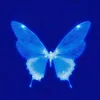 rorirella