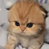 nyan__22nyao