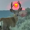 yehmule