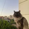 janna_hassan2