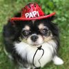 papithecutechihuahua