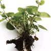 heliotropicpeas