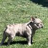 frenchietowers