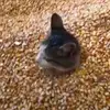 i_fight_1nfants
