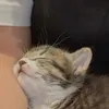 nahataf