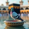 murshad69555