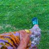 aisho_cuud16