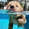 riotheseaserpent