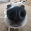 shaun_carlin03
