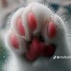 kevinthebrowncat