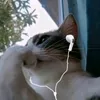 meotom97bn