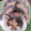 www.tiktokmarlies
