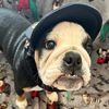 pugboijean