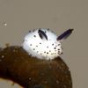 smol_sea_slug