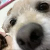 candidcrab77849