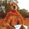 official_aussie_koala