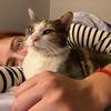 melycatlovers