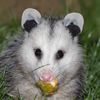 awesomepossum143