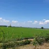 lamnguyenthanh8