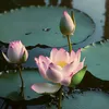 nguyenthithuvietnam19