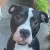 ollie0440