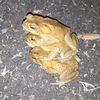 stackingtoads