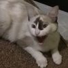 kittychitara0202