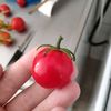 teenytomatow