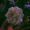 jjoke_ll