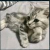 __meowclaude