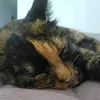fluffy_esti