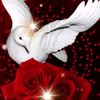 rachrach025