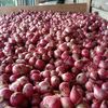 petani.tunas.muda