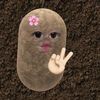 chocho_anoo