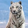 tiger.wen