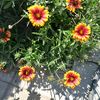 _mirzeyeva_f