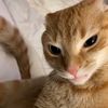 catsaymeo9