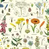 wildlflower