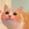Mèo kêu meo