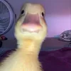 empeiuanh_