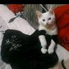 _shairah77