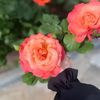 flowerdz8