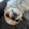 stella.doggies