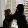 meowromshhh