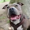 amy_bully4.1