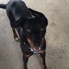 sadie_kelpie