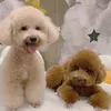 bpcute.shi.ba.gai