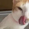 hhjjhdsd11